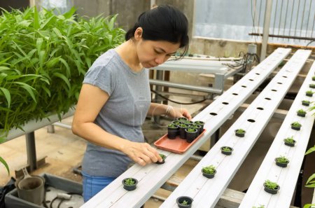 Photo of an Asian woman inserting a plant pot containing baby spinach into the planting hole of a water-based hydroponic farm without soil.