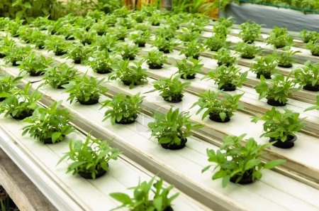 Sistema hidropónico de hortalizas jóvenes y frescas / espinacas jardín de cultivo plantas agrícolas hidropónicas en el agua sin tierra para la alimentación saludable
