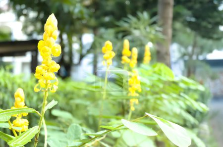 Gelinggang oder Ketepeng Blume (Senna alata). Auch bekannt als Kaiser-Leuchter, Wachsstrauch, Wachsstrauch, Kaiserin-Wachspflanze, Ringelwurm oder Wachsbaum.
