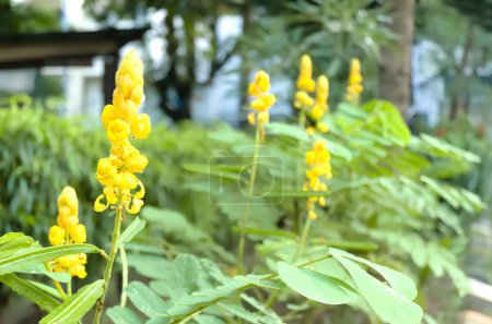 Gelinggang or Ketepeng flower (Senna alata). Also known as emperor's candlestick, waxbush, waxbush, empress's wax plant, ringworm, or wax tree.