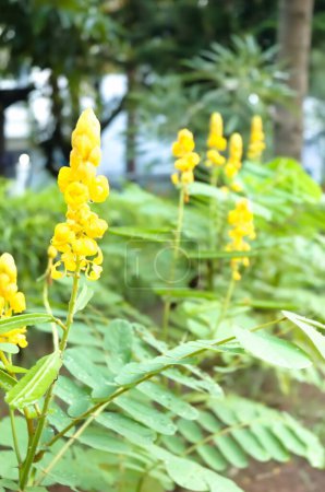 Gelinggang oder Ketepeng Blume (Senna alata). Auch bekannt als Kaiser-Leuchter, Wachsstrauch, Wachsstrauch, Kaiserin-Wachspflanze, Ringelwurm oder Wachsbaum.