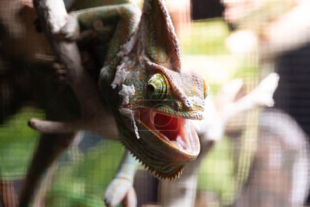 Schöne grüne Schleier-Chamäleon (Chamaeleo calyptratus) Häutung seiner Haut mit offenem Mund Weit
