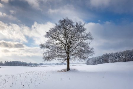 Foto de Hermoso paisaje de invierno con un árbol solitario en un campo cubierto de nieve. - Imagen libre de derechos