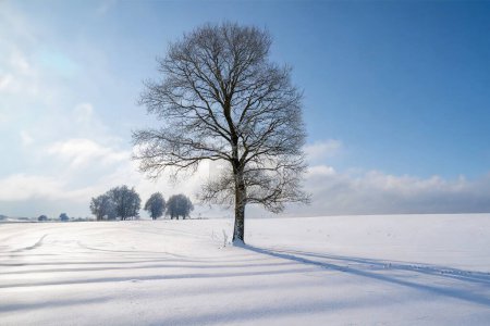 Foto de Árbol solitario en un campo cubierto de nieve. Paisaje invernal con cielo azul. - Imagen libre de derechos