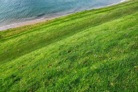 Foto de Hierba verde en la orilla del mar. Hermoso paisaje de verano. - Imagen libre de derechos