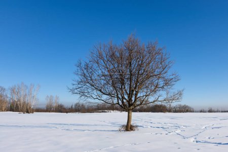 Einsamer Baum auf einem schneebedeckten Feld im Winter, blauer Himmel