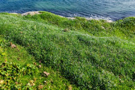 Foto de Hierba verde en la orilla del mar en la luz de la mañana. - Imagen libre de derechos