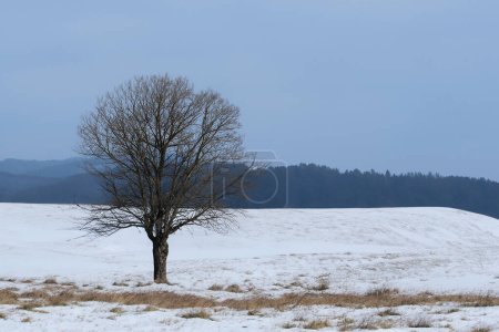Foto de Árbol solitario en un campo cubierto de nieve en las montañas - Imagen libre de derechos