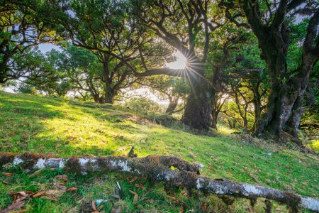 Photo for The ancient Fanal forest before sunset on the island of Madeira, Portugal. - Royalty Free Image