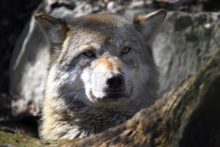 Téléchargez les photos : Loup dans la forêt - en image libre de droit