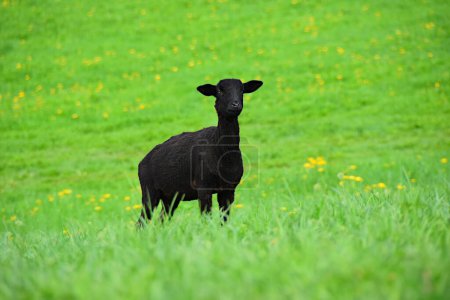 Téléchargez les photos : Moutons noirs sur la prairie - en image libre de droit
