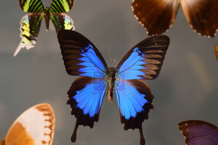 primer plano de la mariposa sobre fondo colorido
