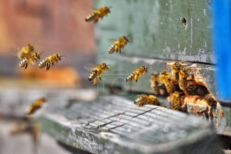 primer plano de una colmena, abeja