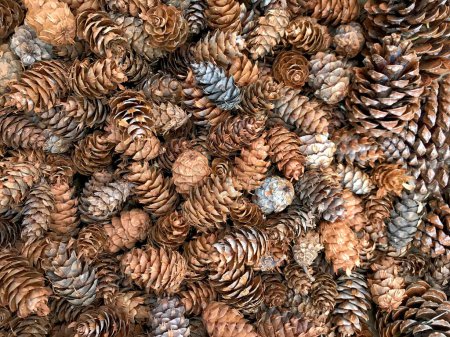 Photo for Close up of a pine cone - Royalty Free Image