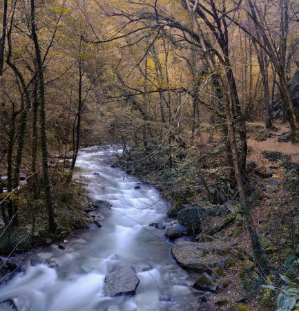 Téléchargez les photos : Ruisseau dans une belle forêt - en image libre de droit