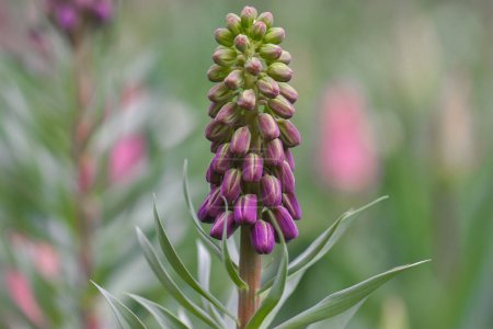 close up of a purple pine cone in the garden 