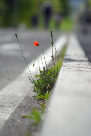 red poppy flower grown on the sidewalk 