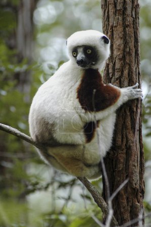 Lemur taken in natural environment, Madagascar forest. First floor.