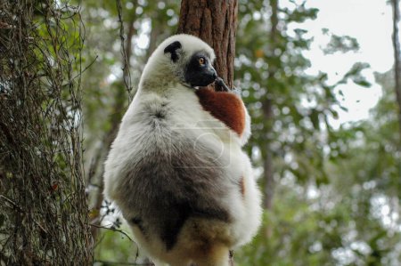 Lemur taken in natural environment, Madagascar forest. First floor.