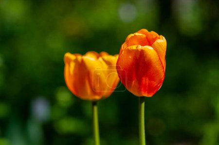 Großaufnahme von blühenden Tulpen. Natur im Frühling, Sommer. Blühendes Feld.
