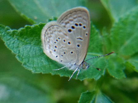 Téléchargez les photos : Il y a des types d'insectes sur les feuilles. voler. papillons et autres - en image libre de droit