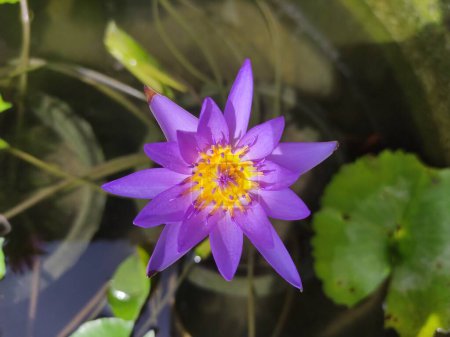 Foto de Floración de loto púrpura en la cuenca del loto - Imagen libre de derechos