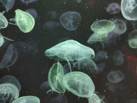 Photo for Silent Drifters Jellyfish in Moonlight - Royalty Free Image