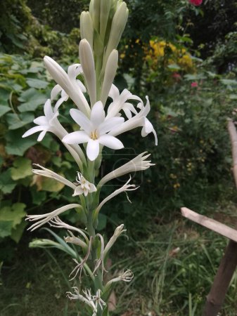 Photo for Simple and beautiful, Tuberose in white color - Royalty Free Image