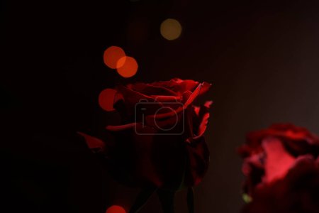 Photo for Roses and lights in the dark background - Royalty Free Image