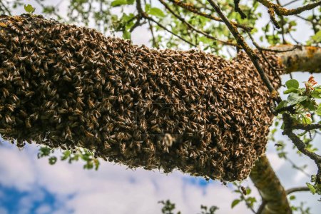 Téléchargez les photos : Un essaim d'abeilles accrochées à l'arbre. - en image libre de droit