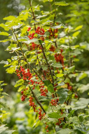 Arbusto de arándano rojo maduro da fruto en agosto