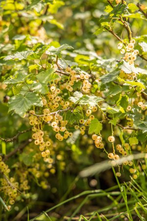 Yellow ripe cranberry bush bears fruit in August