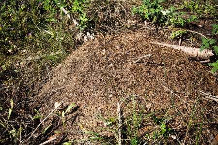 Las hormigas de madera anidan en el bosque de pinos.