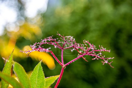 An Elderberry bush, or Sambucus, covered cobweb and rain droplets drenching rain