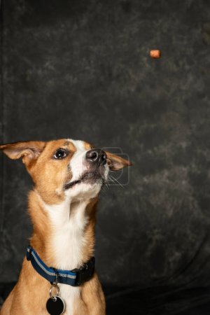 Photo for Mumbai, India September 7 2023 A portrait of orange & white color Indie breed dog with watery eyes looking excited towards kibble piece with dark background - Royalty Free Image
