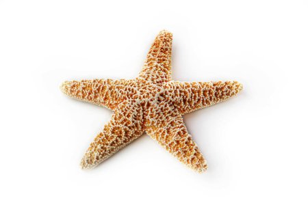 Photo for The starfish aisolated on white background - Royalty Free Image