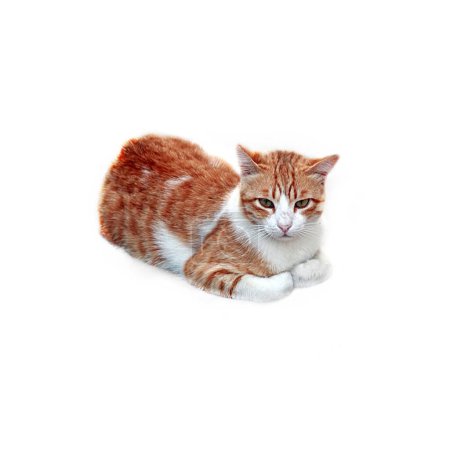 Photo for Sitting cat isolated on white - Royalty Free Image