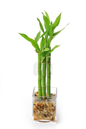 Photo for The bamboo plant in the pot isolated on white background - Royalty Free Image