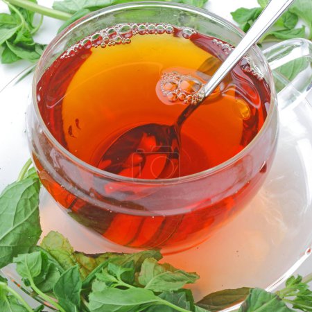 Photo for The closeup of fresh tea surrounded by mint - Royalty Free Image