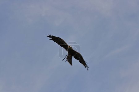 Photo for A falcon is flying in the blue sky - Royalty Free Image