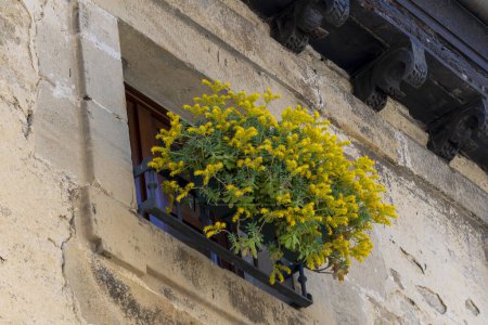 Téléchargez les photos : Découvrez le charme de Laguardia, Vitoria, avec notre photographie captivante montrant la façade d'une maison typique ornée de sculptures en bois complexes représentant des motifs de plantes ornementales. Une superbe plante en pot aux fleurs jaunes vibrantes orne le - en image libre de droit