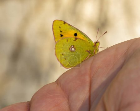 Téléchargez les photos : Découvrez de superbes photos de papillons ! Explorez cette image fascinante d'un papillon reposant délicatement sur une main floue, parfaite pour les agences d'archives. Photographie papillon de haute qualité qui capture la beauté de la nature. Télécharger maintenant pour - en image libre de droit