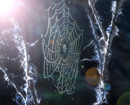 Photo for Capture the spooky essence of Halloween with our high-quality abstract photograph featuring a delicate spiderweb woven between two frost-covered thistles on a cold winter morning. This hauntingly beautiful texture is an ideal addition to stock agenci - Royalty Free Image