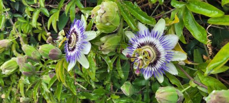 Foto de Flor azul, nativa de Irlanda (Paswsiflora caerulea) - Imagen libre de derechos