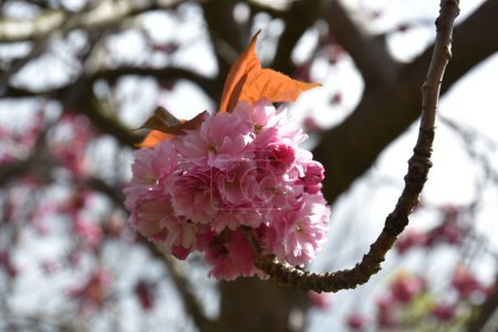 A close up of a pink cherry blossom - Dublin, Ireland
