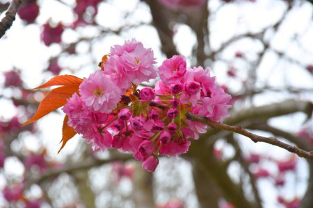 Un primer plano de una flor de cerezo rosa - Dublín, Irlanda