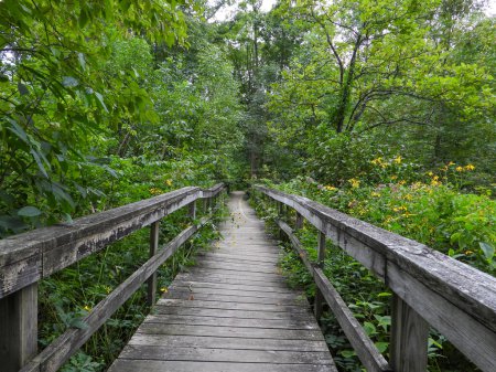 Téléchargez les photos : Passerelle du pont traversant une forêt dense dans le nord de l'Illinois - en image libre de droit