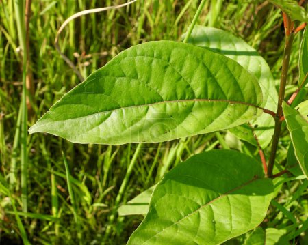 Photo for Cephalanthus occidentalis (Buttonbush) Native North American Wetland Plant Leaf - Royalty Free Image