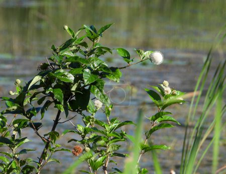 Téléchargez les photos : Cephalanthus occidentalis (Buttonbush) Terres humides indigènes d'Amérique du Nord Fleurs sauvages - en image libre de droit