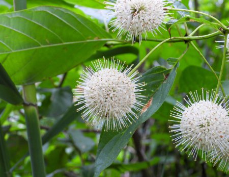 Photo for Cephalanthus occidentalis (Buttonbush) Native North American Wetland Wildflower - Royalty Free Image